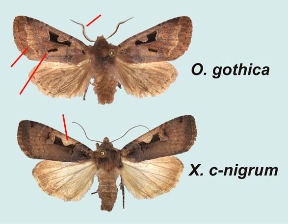 Comparaison mâles O.gothica - X.c-nigrum